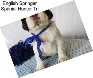 English Springer Spaniel Hunter Tri