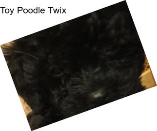 Toy Poodle Twix