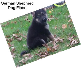 German Shepherd Dog Elbert