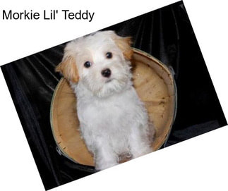 Morkie Lil\' Teddy