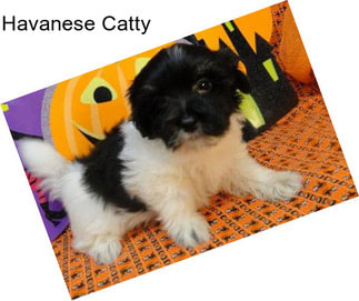 Havanese Catty