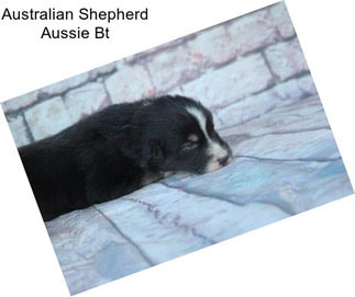 Australian Shepherd Aussie Bt