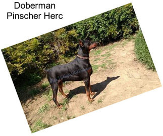 Doberman Pinscher Herc