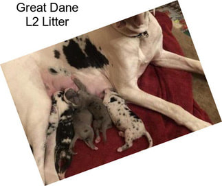 Great Dane L2 Litter