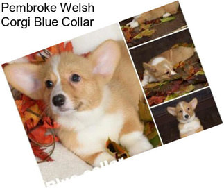 Pembroke Welsh Corgi Blue Collar