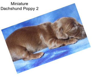 Miniature Dachshund Poppy 2