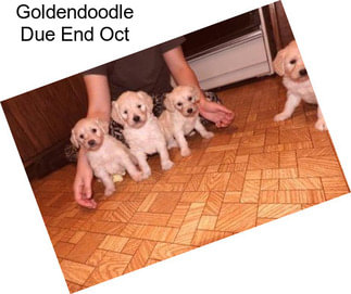 Goldendoodle Due End Oct