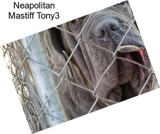 Neapolitan Mastiff Tony3