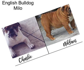 English Bulldog Milo