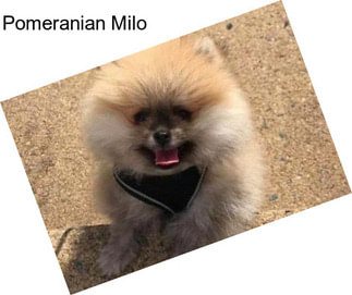 Pomeranian Milo