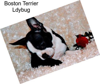 Boston Terrier Ldybug