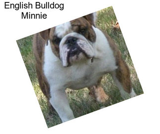 English Bulldog Minnie