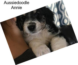 Aussiedoodle Annie