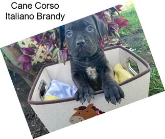 Cane Corso Italiano Brandy