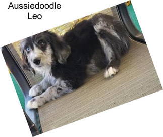 Aussiedoodle Leo