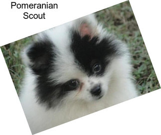 Pomeranian Scout