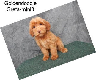 Goldendoodle Greta-mini3