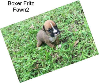 Boxer Fritz Fawn2