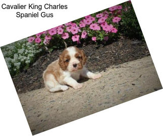 Cavalier King Charles Spaniel Gus