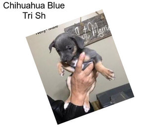Chihuahua Blue Tri Sh