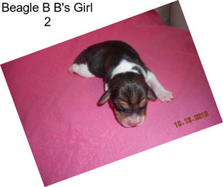 Beagle B B\'s Girl 2