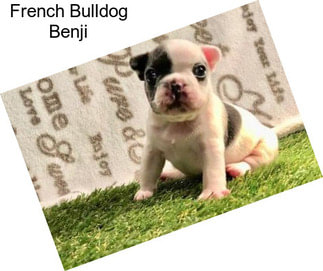 French Bulldog Benji