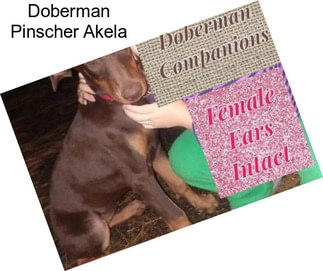 Doberman Pinscher Akela