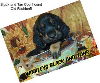 Black and Tan Coonhound Old Fashion5