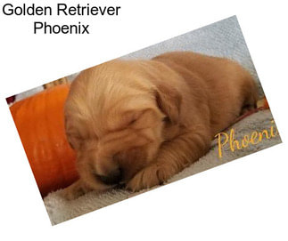 Golden Retriever Phoenix