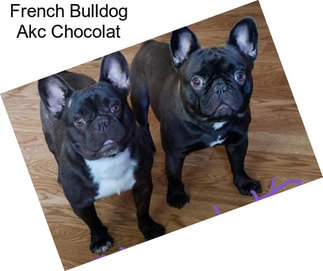 French Bulldog Akc Chocolat