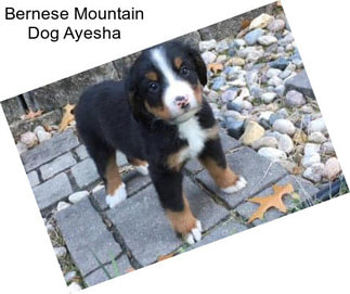 Bernese Mountain Dog Ayesha
