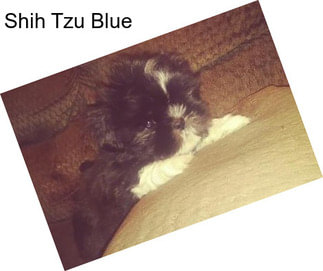 Shih Tzu Blue