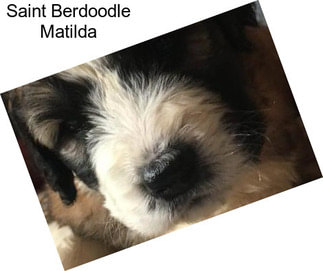 Saint Berdoodle Matilda