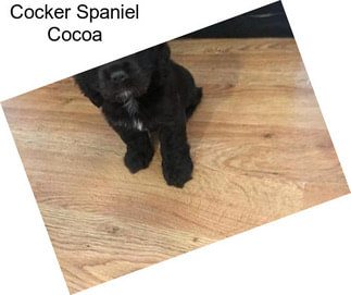 Cocker Spaniel Cocoa