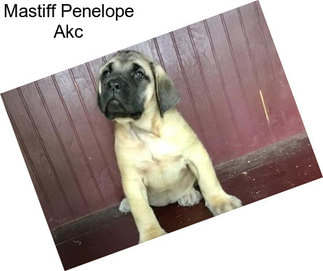 Mastiff Penelope Akc