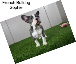 French Bulldog Sophie