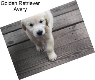Golden Retriever Avery
