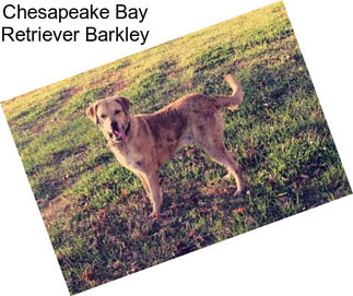 Chesapeake Bay Retriever Barkley