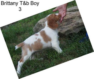 Brittany T&b Boy 3