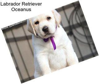 Labrador Retriever Oceanus