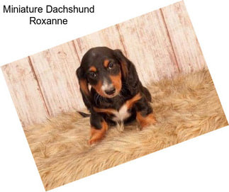 Miniature Dachshund Roxanne