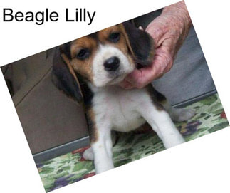 Beagle Lilly