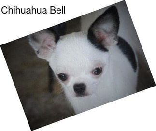 Chihuahua Bell