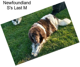 Newfoundland S\'s Last M