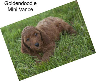 Goldendoodle Mini Vance