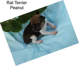 Rat Terrier Peanut