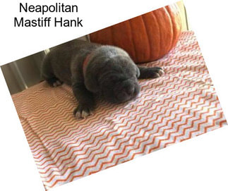 Neapolitan Mastiff Hank