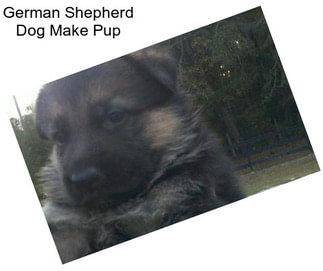 German Shepherd Dog Make Pup