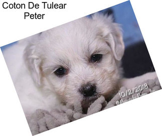 Coton De Tulear Peter