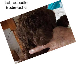 Labradoodle Bodie-achc